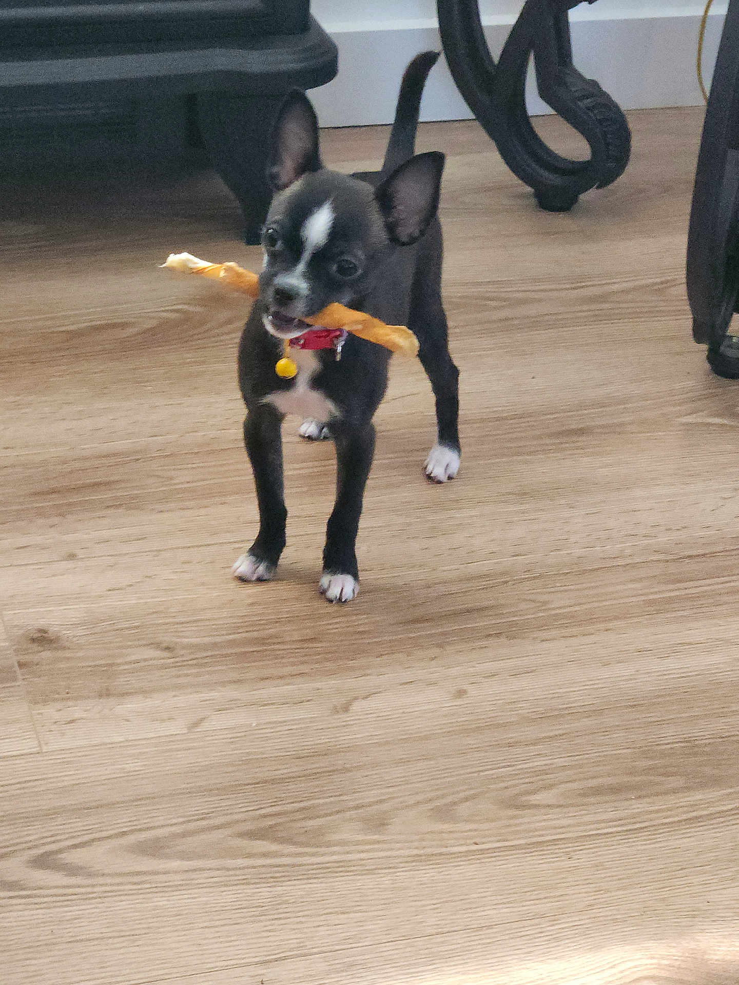Mia is registered to the contest to win money with this photo: puppy, dog, black_and_white, chew_stick, toy, wooden_floor, indoor, pet, small_dog, collar, playful, cute, animal, young_dog, domestic_animal, flooring, house, furniture_leg, standing, alert