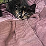 animal, bedding, blanket, cage, cat, close_up, cozy, cute, fabric, fur, indoor, kitten, pet, pink_blanket, portrait, resting, tortoiseshell, whiskers, wide_eyes, young