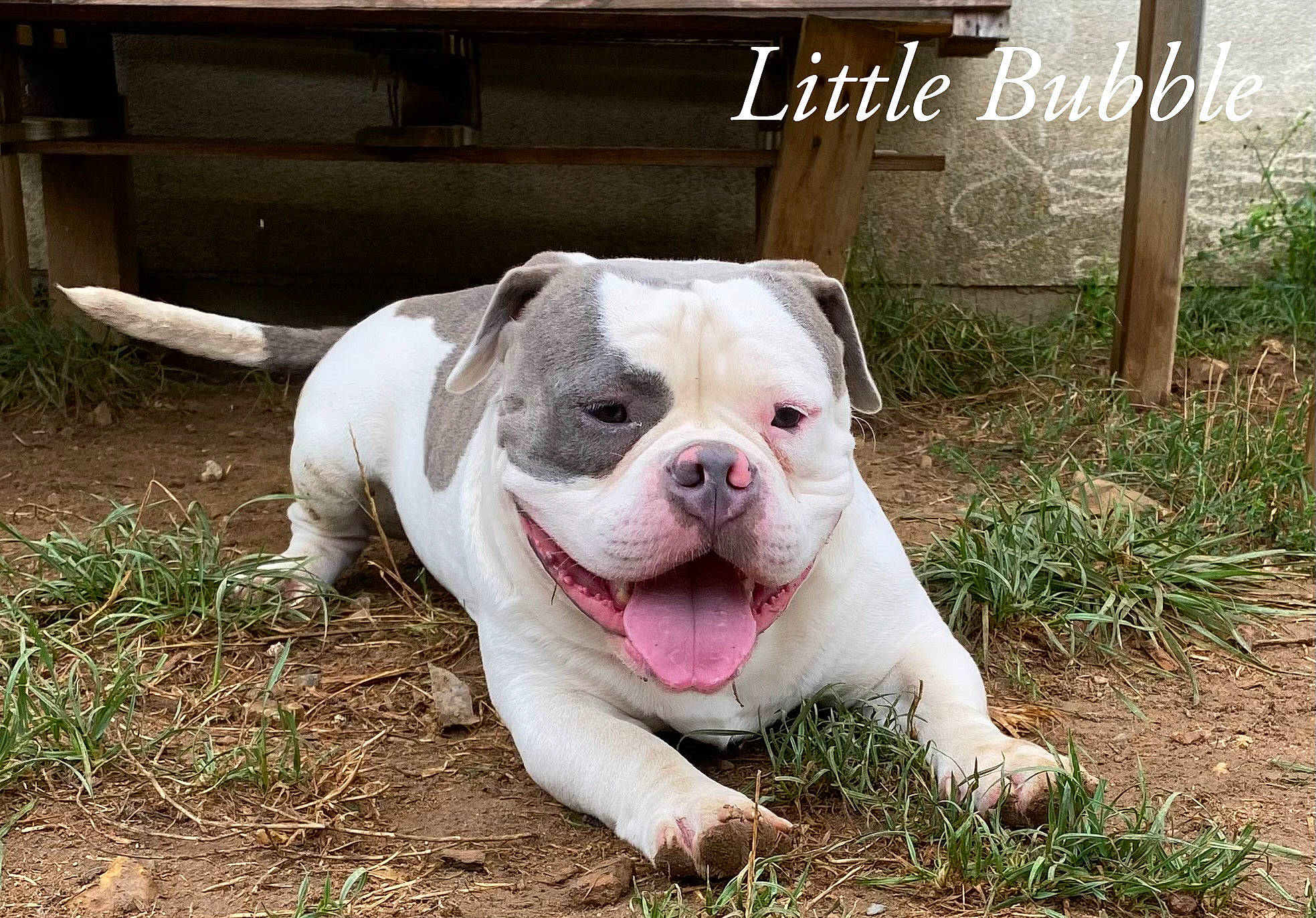 Bubble a rejoint le concours — aidez-le/la à gagner de superbes lots ! bulldog, canidae, carnivore, companion_dog, dog, dog_breed, dogo_guatemalteco, fawn, grass, molosser, paw, photo_caption, plant, puppy, sporting_group, tail, terrestrial_animal, whiskers, white_english_bulldog, working_animal