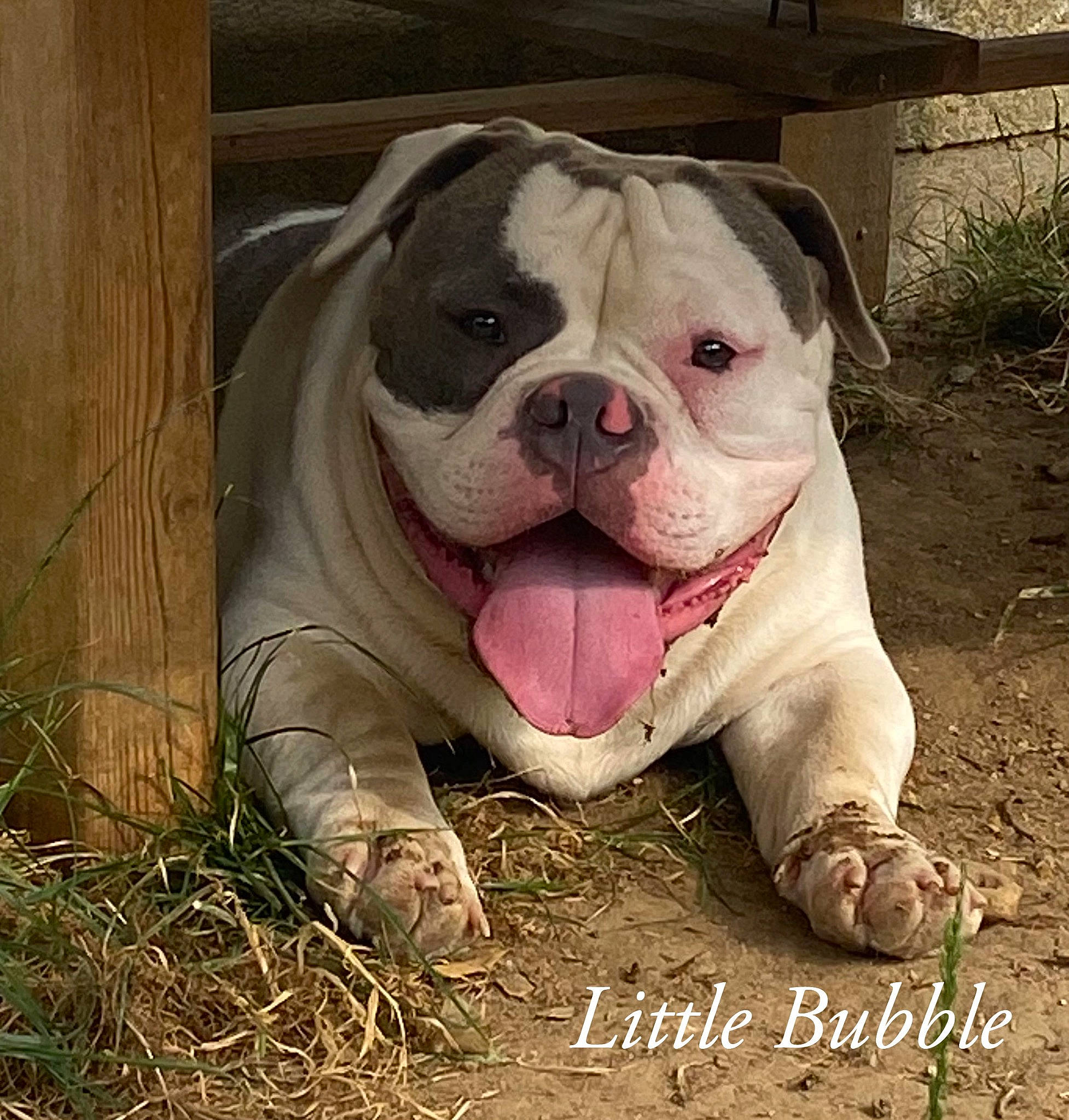 Bubble participe au concours pour gagner de l'argent avec cette photo : bulldog, canidae, carnivore, companion_dog, dog, dog_breed, fawn, grass, molosser, non_sporting_group, plant, snout, soil, sporting_group, terrestrial_animal, toy_dog, whiskers, white_english_bulldog, working_animal, wrinkle