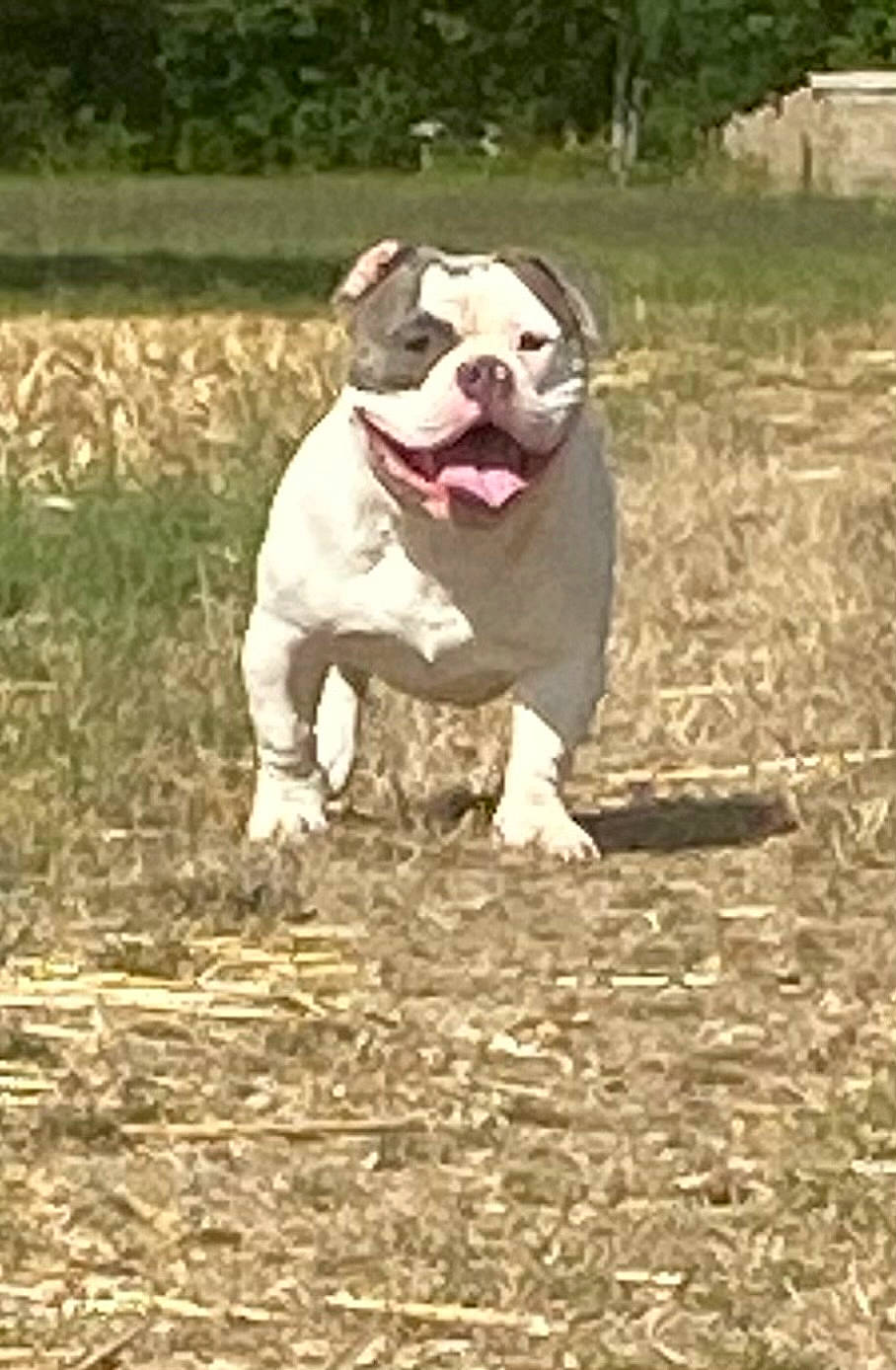 Bubble participe au concours pour gagner de l'argent avec cette photo : canidae, carnivore, collar, companion_dog, dog, dog_breed, dog_clothes, dog_collar, dog_supply, fawn, grass, molosser, plant, snout, soil, sporting_group, tail, terrestrial_animal, tree, working_animal