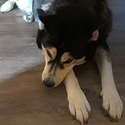 Michael Angelo joined the competition — help win amazing prizes! alaskan_klee_kai, alaskan_malamute, canadian_eskimo_dog, canidae, carnivore, dog, dog_breed, labrador_husky, mammal, miniature_siberian_husky, native_american_indian_dog, rare_breed_dog, sakhalin_husky, siberian_husky, sled_dog, snout, sporting_group, vertebrate, wolfdog, working_dog