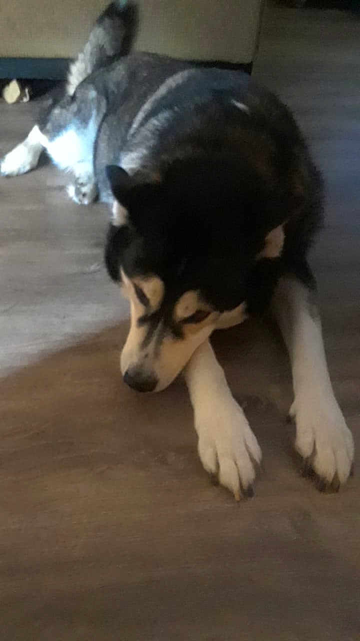 Michael Angelo joined the competition — help win amazing prizes! alaskan_klee_kai, alaskan_malamute, canadian_eskimo_dog, canidae, carnivore, dog, dog_breed, labrador_husky, mammal, miniature_siberian_husky, native_american_indian_dog, rare_breed_dog, sakhalin_husky, siberian_husky, sled_dog, snout, sporting_group, vertebrate, wolfdog, working_dog