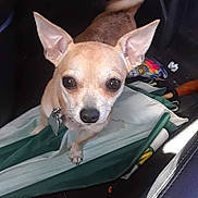 Cheech joined the competition — help win amazing prizes! canidae, carnivore, chihuahua, companion_dog, corgi_chihuahua, dog, dog_breed, ear, fawn, feist, mammal, miniature_fox_terrier, puppy, snout, sporting_group, toy_dog, toy_fox_terrier, vertebrate, whiskers