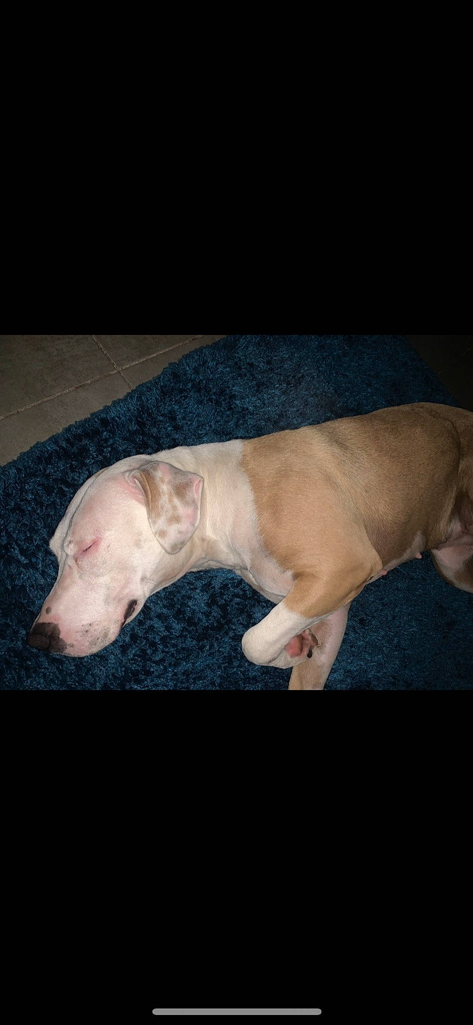 Tokyo a rejoint le concours — aidez-le/la à gagner de superbes lots ! canidae, carnivore, companion_dog, dog, dog_breed, ear, fawn, flesh, jaw, liver, non_sporting_group, paw, pet_supply, photo_caption, snout, sporting_group, tail, terrestrial_animal, working_animal