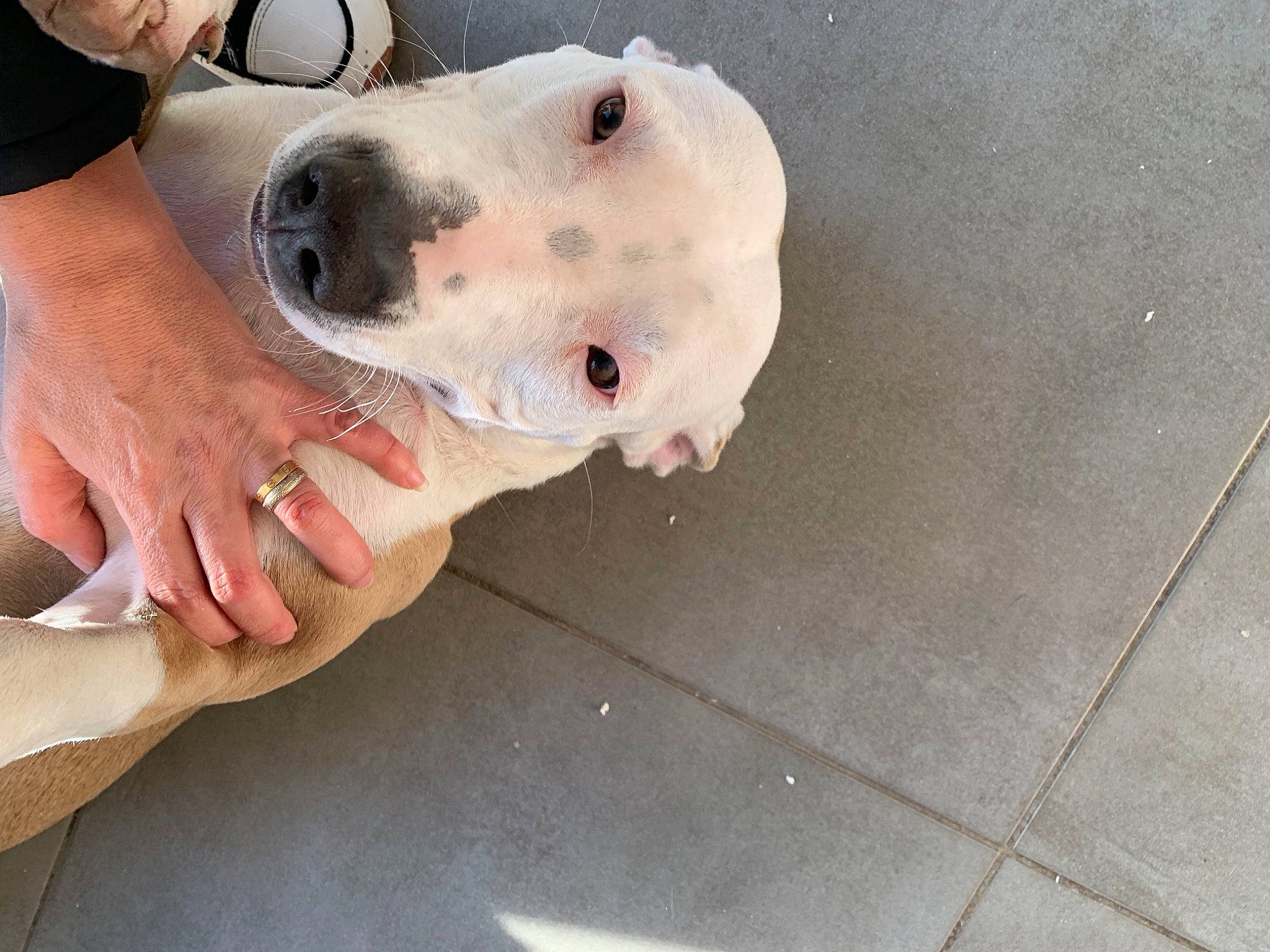 Tokyo participe au concours pour gagner de l'argent avec cette photo : canidae, carnivore, collar, companion_dog, dog, dog_breed, dog_collar, fawn, flooring, fur, guard_dog, metal, non_sporting_group, pointer, snout, sporting_group, whiskers, working_animal