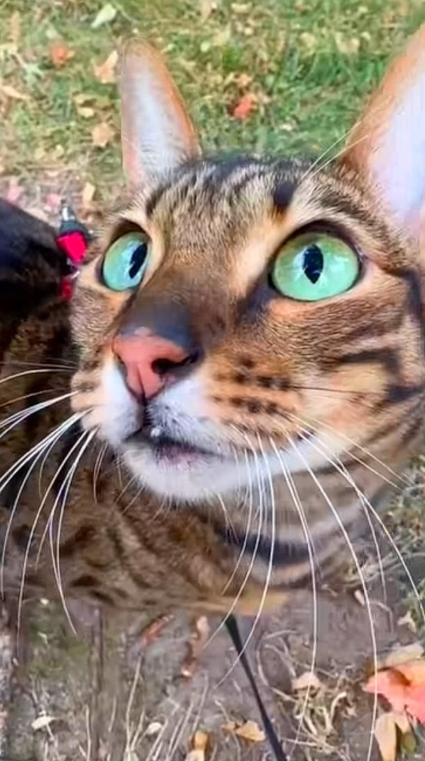 Elzo participe au concours pour gagner de l'argent avec cette photo : carnivore, cat, close_up, fawn, felidae, fur, grass, green, mammal, organism, photography, small_to_medium_sized_cats, snout, terrestrial_animal, whiskers, wildlife