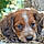 Chipie