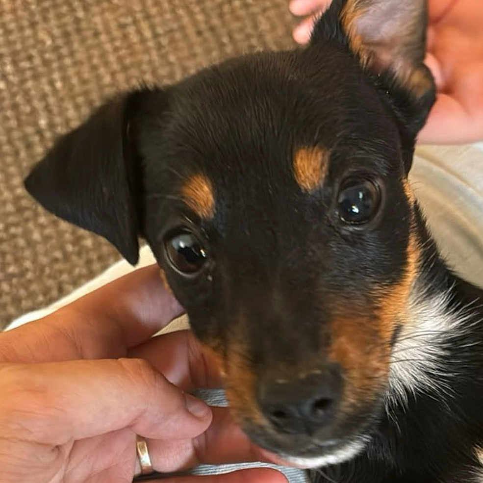 Prince is registered to the contest to win money with this photo: accessories, animal, beagle, bodypart, canine, chihuahua, doctor, dog, finger, germanshepherd, hand, hound, jewelry, person, pet, puppy, ring, snout, strap, terrier