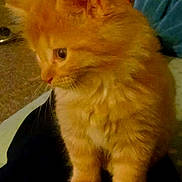 Dipsy is registered to the contest to win money with this photo: animal, background_blur, cat, cozy, curious, cute, domestic_cat, feline, fluffy, fur, indoor, kitten, orange_cat, pet, side_view, sitting, small_animal, soft_lighting, whiskers, young_cat