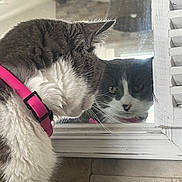 Minouchette a rejoint le concours — aidez-le/la à gagner de superbes lots ! cat, mirror, reflection, pink_collar, whiskers, fur, close_up, pet, indoor, window, wood_frame, tile, curious, profile, portrait, staring, animal, household, face, domestic