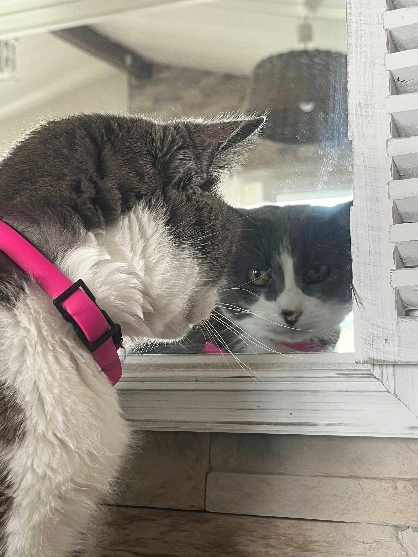 Minouchette a rejoint le concours — aidez-le/la à gagner de superbes lots ! cat, mirror, reflection, pink_collar, whiskers, fur, close_up, pet, indoor, window, wood_frame, tile, curious, profile, portrait, staring, animal, household, face, domestic