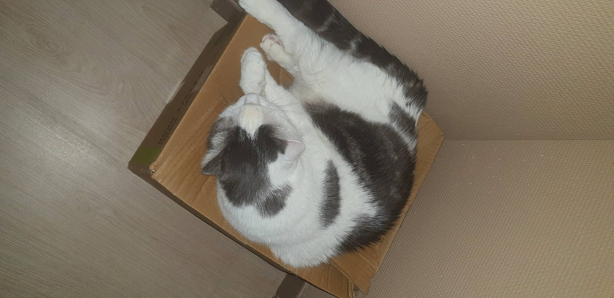 Fado a rejoint le concours — aidez-le/la à gagner de superbes lots ! carnivore, cat, comfort, companion_dog, dog_breed, domestic_short_haired_cat, felidae, floor, flooring, foot, fur, grey, hardwood, paw, small_to_medium_sized_cats, sporting_group, tail, whiskers, wood, wood_flooring