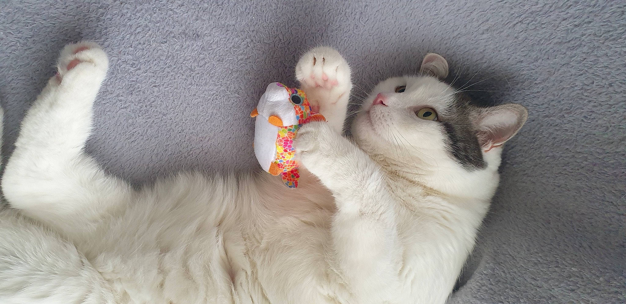 Fado a rejoint le concours — aidez-le/la à gagner de superbes lots ! carnivore, cat, cat_toy, claw, comfort, domestic_short_haired_cat, fang, fawn, felidae, foot, fur, grey, nail, paw, small_to_medium_sized_cats, snout, tail, toe, whiskers, yawn