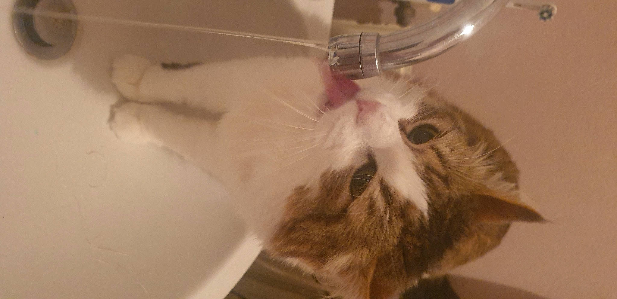 Copain participe au concours pour gagner de l'argent avec cette photo : bathtub, beard, bed, carnivore, cat, claw, cutlery, domestic_short_haired_cat, ear, fawn, felidae, fur, kitchen_utensil, paw, small_to_medium_sized_cats, snout, spoon, tableware, tail, whiskers