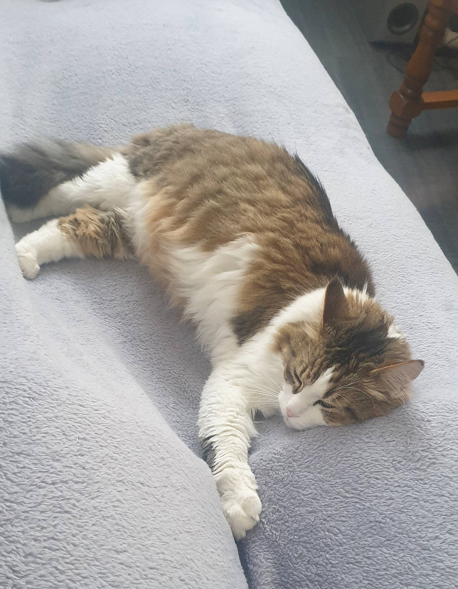 Copain a rejoint le concours — aidez-le/la à gagner de superbes lots ! carnivore, cat, claw, comfort, domestic_short_haired_cat, felidae, flooring, foot, fur, human_leg, nap, paw, road_surface, sitting, small_to_medium_sized_cats, snout, tail, terrestrial_animal, whiskers, wood