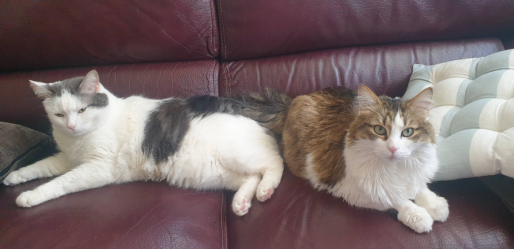 Copain a rejoint le concours — aidez-le/la à gagner de superbes lots ! carnivore, cat, claw, comfort, couch, domestic_short_haired_cat, fawn, felidae, foot, fur, hardwood, lap, nap, paw, small_to_medium_sized_cats, snout, tail, whiskers, white