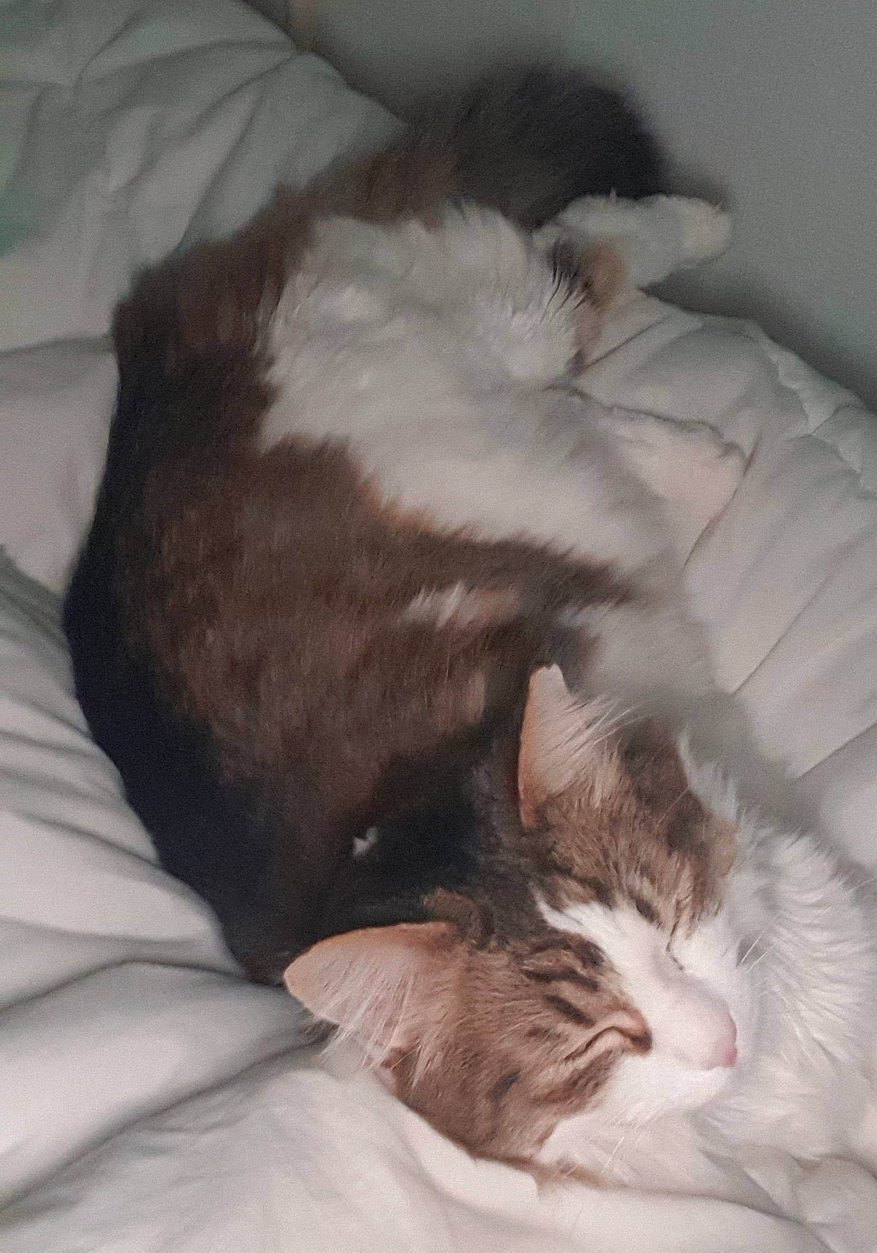 Copain participe au concours pour gagner de l'argent avec cette photo : carnivore, cat, cat_bed, cat_supply, claw, comfort, dog_breed, domestic_short_haired_cat, duvet, fawn, felidae, fur, grey, linens, nap, paw, small_to_medium_sized_cats, snout, tail, whiskers