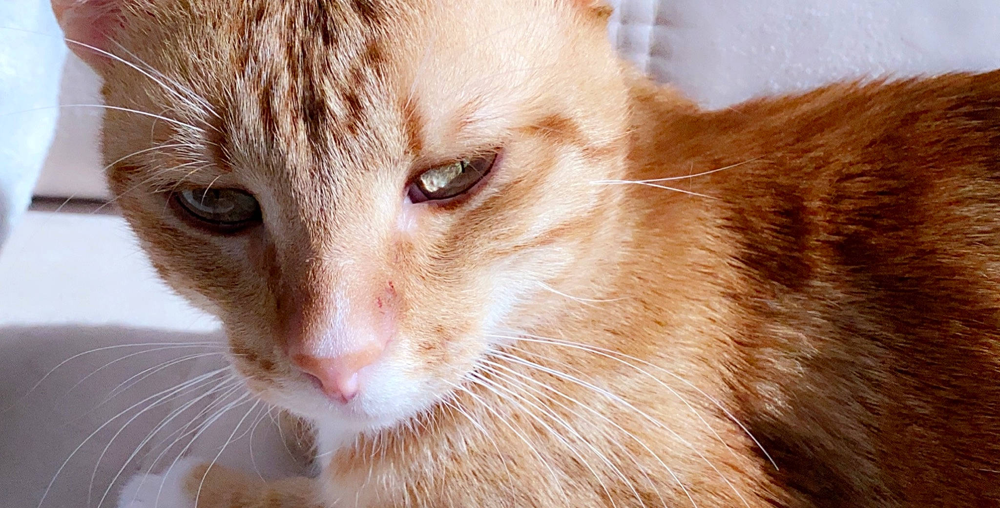 Khali a rejoint le concours — aidez-le/la à gagner de superbes lots ! aegean_cat, american_curl, arabian_mau, carnivore, cat, close_up, domestic_short_haired_cat, european_shorthair, eye, fawn, felidae, fur, kitten, mammal, oriental_longhair, small_to_medium_sized_cats, snout, tabby_cat, whiskers