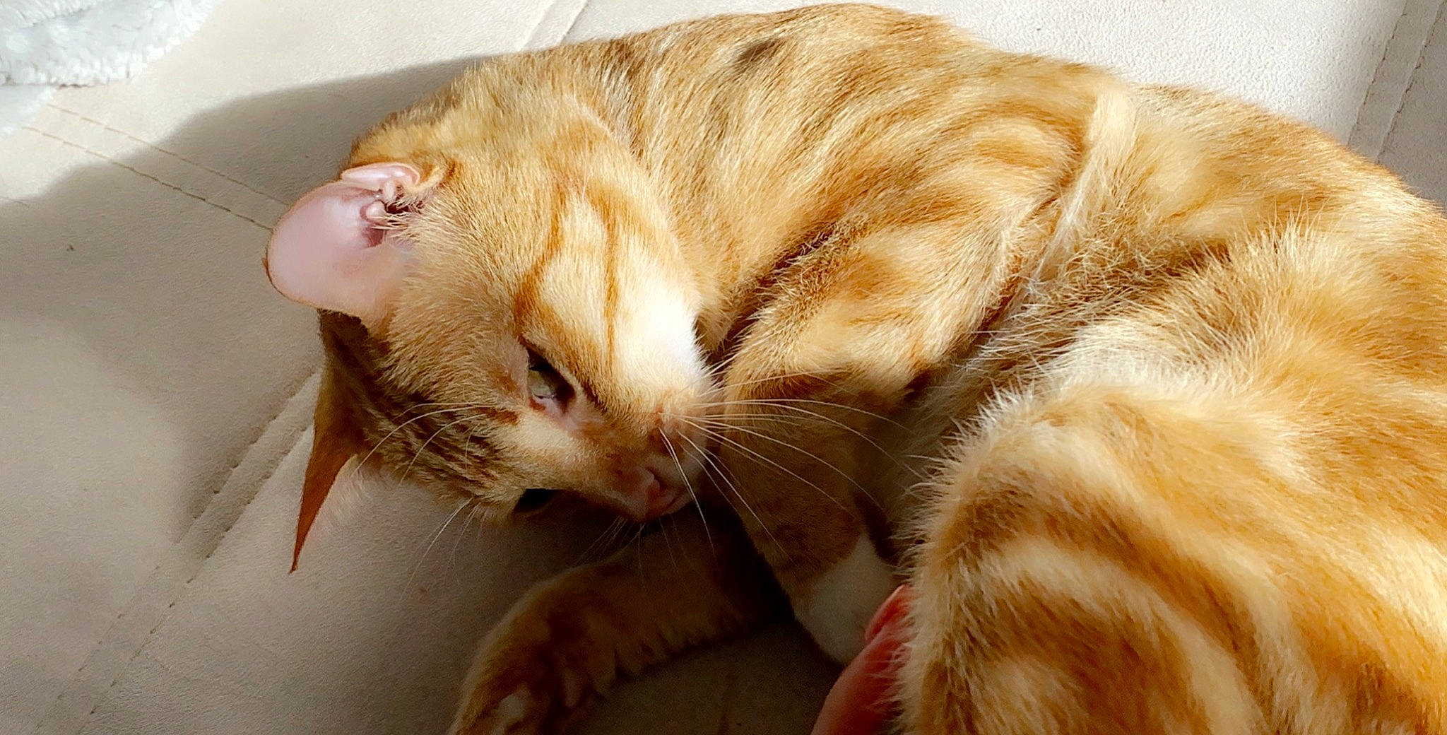 Khali a rejoint le concours — aidez-le/la à gagner de superbes lots ! arabian_mau, asian, carnivore, cat, domestic_short_haired_cat, ear, european_shorthair, fawn, felidae, fur, kitten, small_to_medium_sized_cats, snout, tabby_cat, tail, whiskers