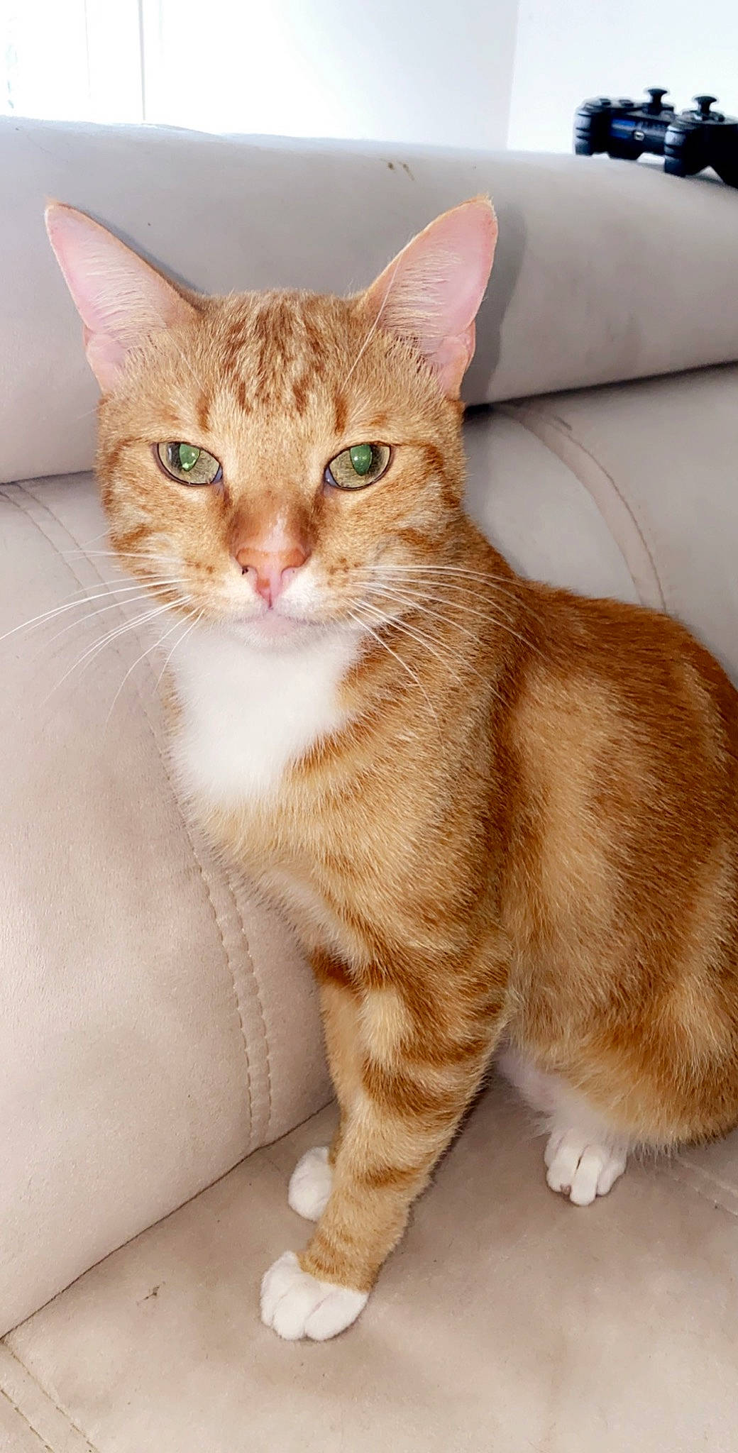 Khali a rejoint le concours — aidez-le/la à gagner de superbes lots ! aegean_cat, american_wirehair, arabian_mau, asian, australian_mist, carnivore, cat, domestic_short_haired_cat, european_shorthair, fawn, felidae, german_rex, kitten, mammal, polydactyl_cat, small_to_medium_sized_cats, tabby_cat, vertebrate, whiskers