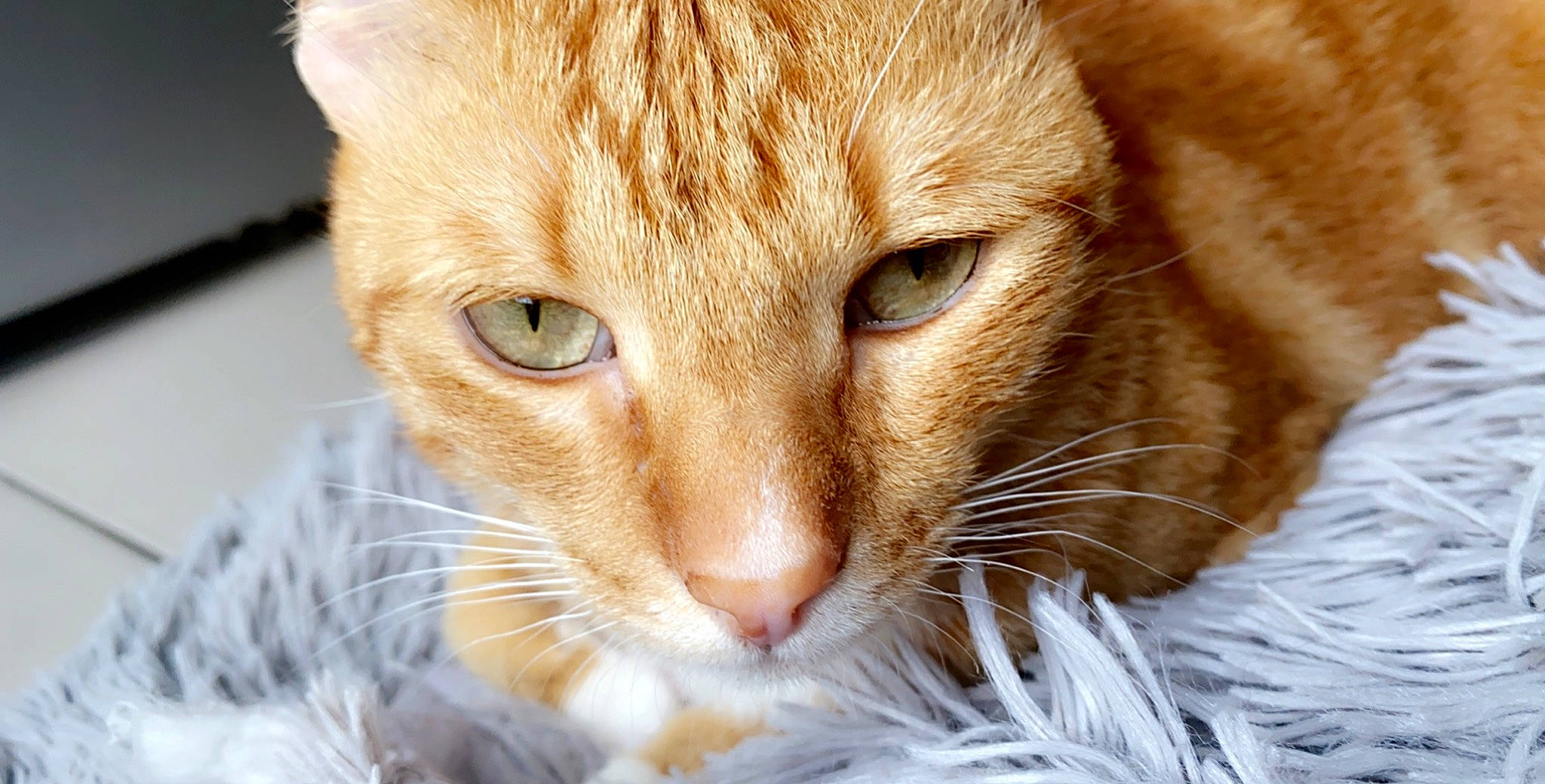 Khali participe au concours pour gagner de l'argent avec cette photo : aegean_cat, arabian_mau, australian_mist, carnivore, cat, close_up, domestic_short_haired_cat, ear, european_shorthair, eye, fawn, felidae, fur, mammal, nose, singapura, small_to_medium_sized_cats, snout, tabby_cat, whiskers