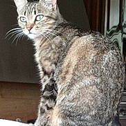 Mimie participe au concours pour gagner de l'argent avec cette photo : cat, tabby_cat, indoor, furniture, wood, pet, animal, whiskers, green_eyes, sitting, curious, domestic_cat, fur, mammal, closeup, portrait, looking, side_view, household, feline