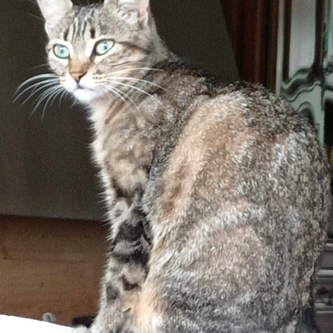 Mimie participe au concours pour gagner de l'argent avec cette photo : animal, cat, closeup, curious, domestic_cat, feline, fur, furniture, green_eyes, household, indoor, looking, mammal, pet, portrait, side_view, sitting, tabby_cat, whiskers, wood