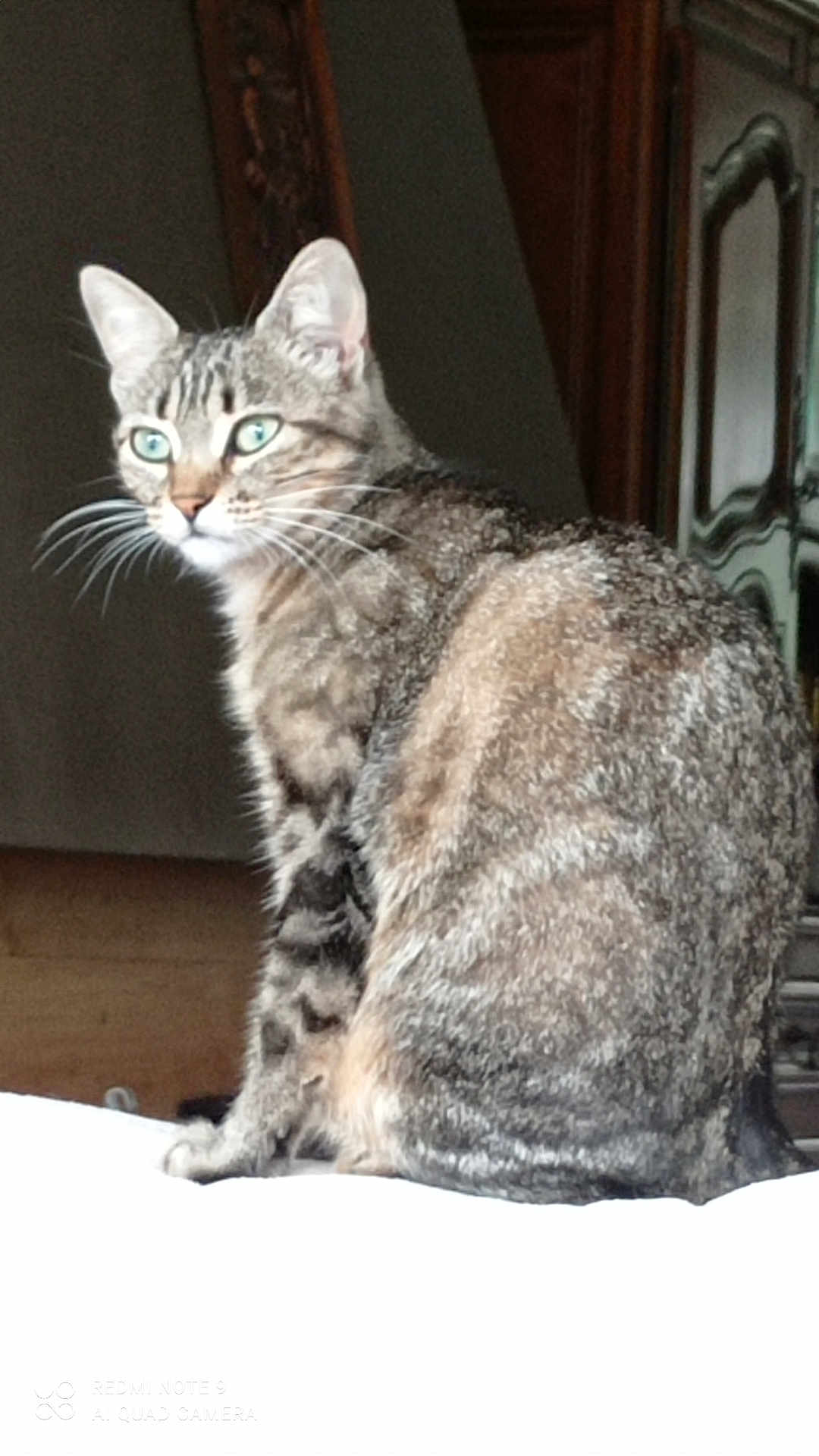 Mimie participe au concours pour gagner de l'argent avec cette photo : cat, tabby_cat, indoor, furniture, wood, pet, animal, whiskers, green_eyes, sitting, curious, domestic_cat, fur, mammal, closeup, portrait, looking, side_view, household, feline