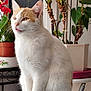 animal, cat, closeup, domestic_cat, ears, feline, fur, green_leaves, houseplant, indoor, orange_cat, pet, plant, potted_plant, relaxed, sitting, table, tail, whiskers, white_cat