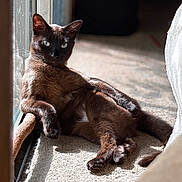 Mateo is registered to the contest to win money with this photo: cat, brown_cat, sunlight, window, carpet, relaxed, indoor, pet, feline, animal, lying_down, shadow, cozy, resting, fur, paw, whiskers, closeup, daylight, home