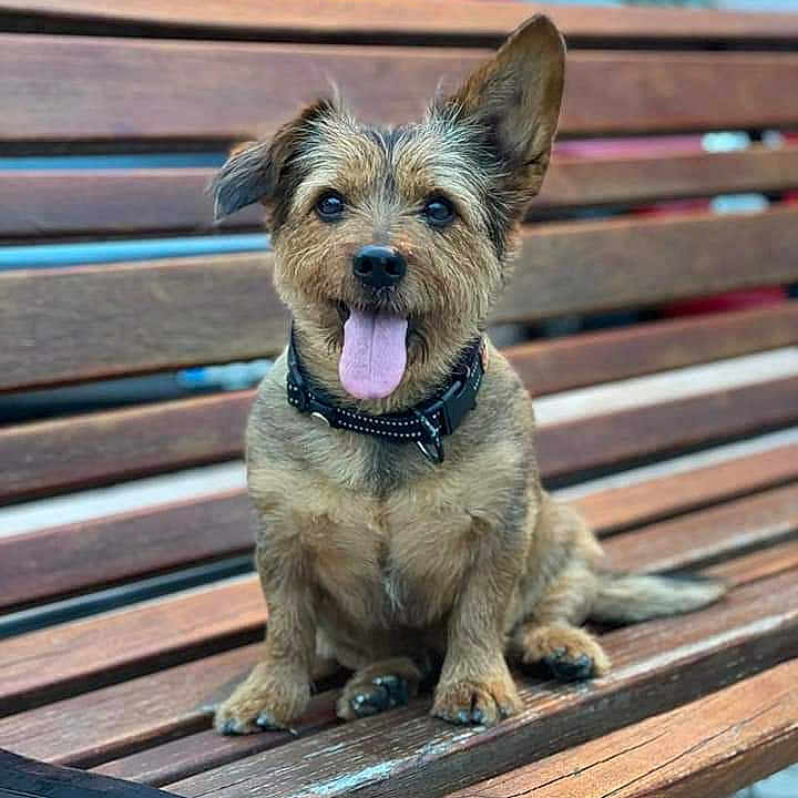Kit participe au concours pour gagner de l'argent avec cette photo : dog, small_dog, bench, wooden_bench, tongue_out, happy, pet, canine, outdoor, urban, collar, sitting, fur, ears, face, eyes, pavement, daylight, animal, cute