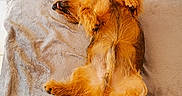 Kit a rejoint le concours — aidez-le/la à gagner de superbes lots ! dog, pet, sleeping, relaxed, fluffy, blanket, indoor, fur, paw, tongue, cute, cozy, resting, canine, animal, bed, fur_color_brown, tail, paw_pads, domestic