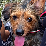Kit participe au concours pour gagner de l'argent avec cette photo : dog, tongue_out, outdoor, rocky_ground, red_leash, ear_up, brown_fur, black_nose, pet, happy, close_up, legs, sneakers, casual, nature, grass, animal, playful, companion, adventure