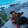 Kit a rejoint le concours — aidez-le/la à gagner de superbes lots ! dog, leash, stone, ledges, ocean, water, waves, rocks, coastline, plants, greenery, outdoor, nature, sunlight, tongue, ears, pet, animal, playful, seaside