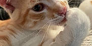 Cheese is registered to the contest to win money with this photo: animal, blanket, blurred_background, cat, close_up, cozy, cute, ears, eyes, feline, fur, indoor, nose, orange_cat, paw, pet, resting, soft_texture, whiskers, white_cat