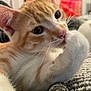 cat, orange_cat, white_cat, close_up, paw, fur, whiskers, ears, nose, eyes, blanket, indoor, pet, cute, feline, resting, soft_texture, blurred_background, cozy, animal