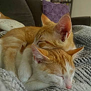 Cheese is registered to the contest to win money with this photo: cat, sleeping, orange_cat, white_cat, cuddle, cozy, blanket, fur, pet, domestic_animal, indoor, resting, closeup, cute, animal, feline, relaxation, comfort, home, friendship