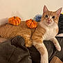 cat, orange_cat, white_cat, plush_pumpkins, toy_pumpkins, indoor, pet, animal, feline, resting, blanket, cozy, wide_eyes, curious, cute, domestic_cat, fur, whiskers, ears, paw