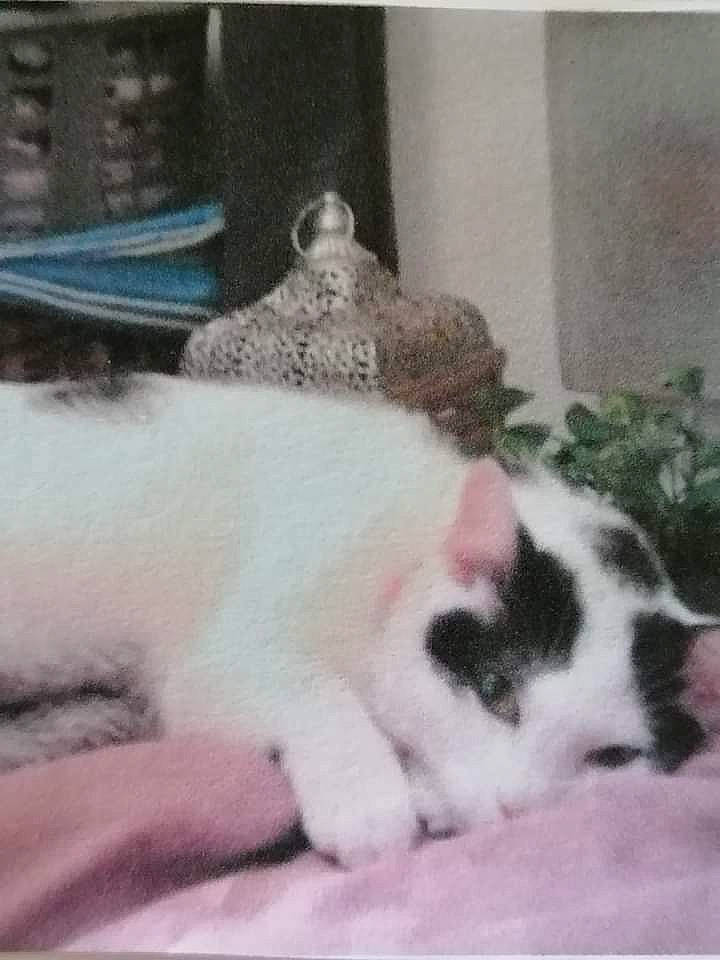 Nounours a rejoint le concours — aidez-le/la à gagner de superbes lots ! canidae, carnivore, cat, claw, comfort, dog_breed, domestic_short_haired_cat, felidae, foot, fur, nap, paw, plant, sleep, small_to_medium_sized_cats, snout, tail, terrestrial_animal, whiskers, window