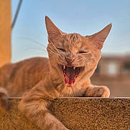 Brenda a rejoint le concours — aidez-le/la à gagner de superbes lots ! animal, blurred_background, cat, close_up, feline, ginger_cat, ledge, meowing, open_mouth, orange_fur, outdoor, paws, pet, pointed_ears, portrait, sitting, squinting, sunlight, whiskers, yawning