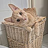 Brenda participe au concours pour gagner de l'argent avec cette photo : animal, basket, bathroom, cat, cute, feline, fluffy, ginger_cat, green_eyes, indoor, laundry_basket, lying_down, paw, pet, portrait, relaxed, tile, whiskers, wide_eyed, woven_basket