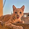Brenda participe au concours pour gagner de l'argent avec cette photo : animal, balcony, blue_sky, cat, close_up, ears, feline, fur, ginger, green_eyes, kitten, lounging, open_mouth, orange_cat, outdoor, paws, pet, portrait, warm_lighting, whiskers