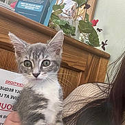 Skye is registered to the contest to win money with this photo: kitten, cat, gray_cat, white_cat, pet, indoor, plant, wooden_surface, pamphlet, person_hand, closeup, cute, young_cat, feline, whiskers, fur, eyes, curious, sitting, holding