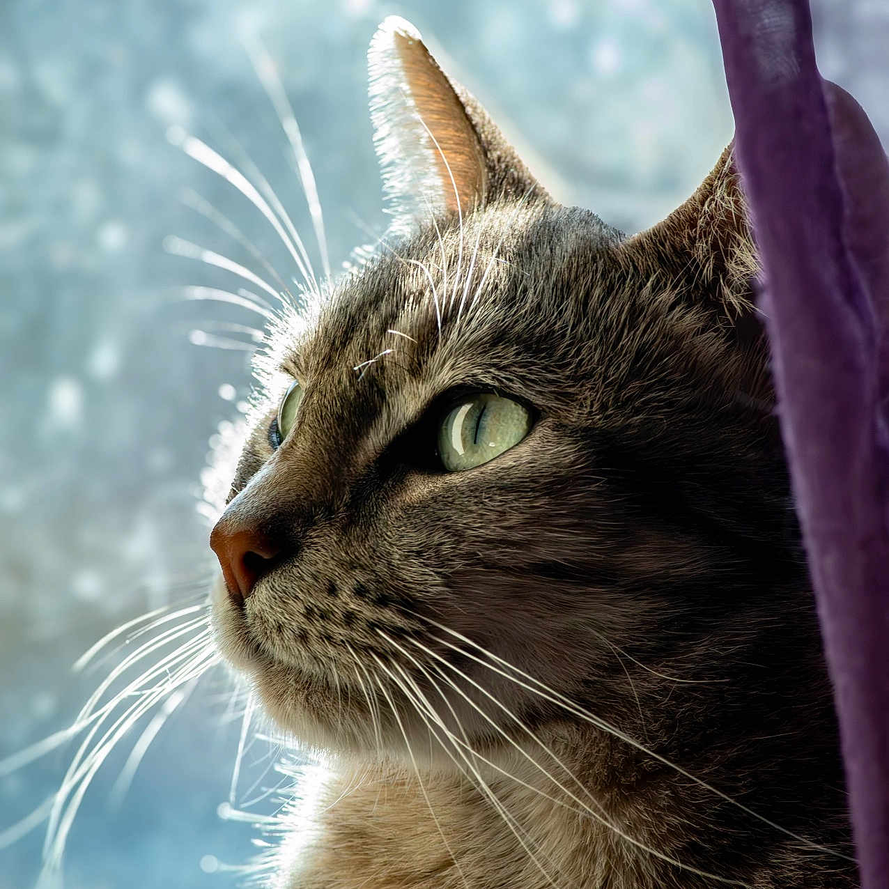 Oziris participe au concours pour gagner de l'argent avec cette photo : animal, cat, close_up, contemplation, curtain, domestic_cat, feline, fur, green_eyes, indoor, mammal, nature, pet, portrait, serene, side_view, sunlight, tabby, whiskers, window