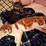 cat, cats, tabby_cat, orange_cat, white_cat, pet, animal, sleeping, relaxed, lying_down, sitting, bed, blanket, bedding, pillow, bedroom, indoor, cozy, striped_fur, date_stamp