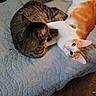 cat, cats, tabby_cat, orange_cat, white_cat, orange_and_white_cat, sleeping, lying_down, cuddling, pet, feline, whiskers, ears, eyes, fur, quilt, blanket, bed, indoors, cozy
