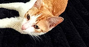 Luna joined the competition — help win amazing prizes! cat, orange_and_white, pet, animal, kitten, lying_down, relaxed, bed, blanket, black_blanket, portrait, close_up, whiskers, green_eyes, pink_nose, fluffy, indoor, child, toy, date_stamp