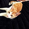 cat, orange_and_white, pet, animal, kitten, lying_down, relaxed, bed, blanket, black_blanket, portrait, close_up, whiskers, green_eyes, pink_nose, fluffy, indoor, child, toy, date_stamp