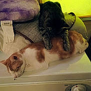 Luna is registered to the contest to win money with this photo: cat, cats, kitten, tabby_cat, ginger_cat, white_cat, sleeping, sleepy, relaxed, stacked_cats, indoor, laundry_room, washing_machine, appliance, blanket, cushion, cozy, pet, animal, photograph